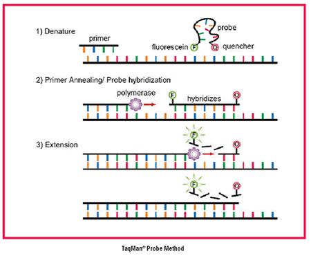 Q-PCR or Real-Time PCR **Amplifies specific large ribosomal subunits (LSUs) using species-specific primers Able to quantify the amount of a