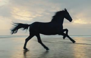 Horses are one of the fastest species of animals on the planet.
