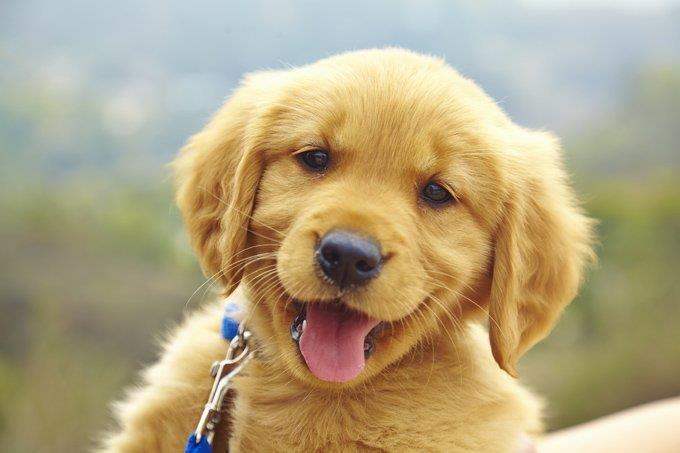 Golden Retrievers were originally from America. Their lifespan is to 10-12 years.