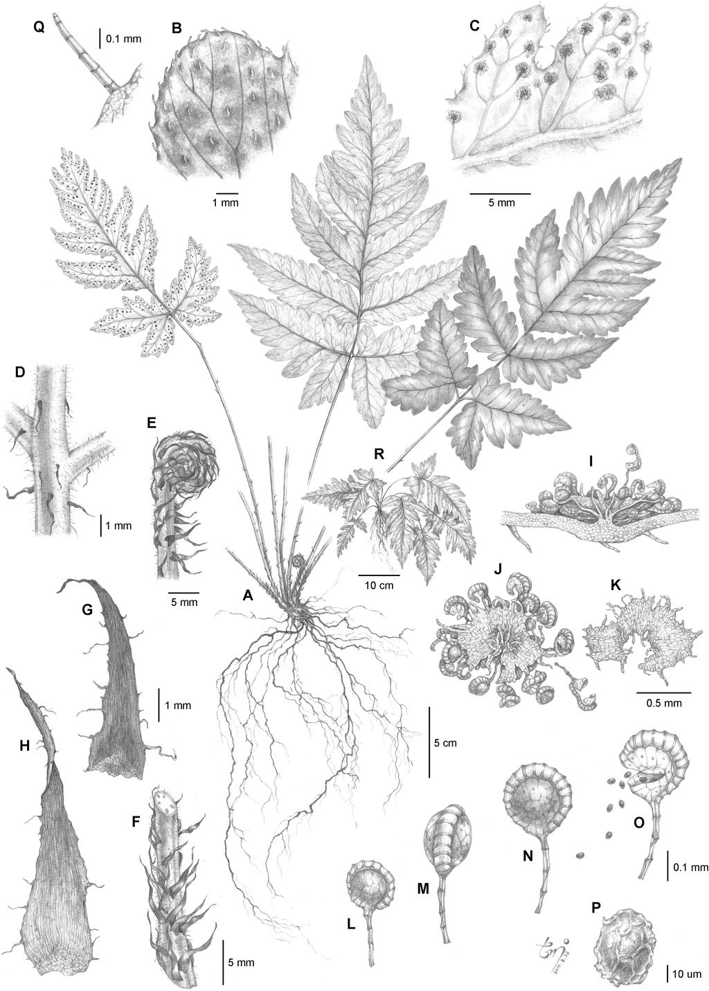 318 Hye Woo Shin, Myoung Jun Kim, Chung Keun Oh and Nam Sook Lee Fig. 1. Illustration of Tectaria fuscipes (Wall. ex Bedd.) C. Chr. A. Individual plant. B. Adaxial lobe of a trophophyll. C. Abaxial lobe of a sporophyll showing sori.