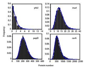 95% of proteins exhibit Gamma distributions a= 0.46 b =.