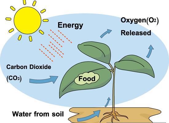 NUTRITION IN PLANTS The process of PHOTOSYNTHESIS: Plants make their own food using water, minerals, air and sunlight. 3. Leaves of a plants breathe in a gas from air called CARBON DIOXIDE.