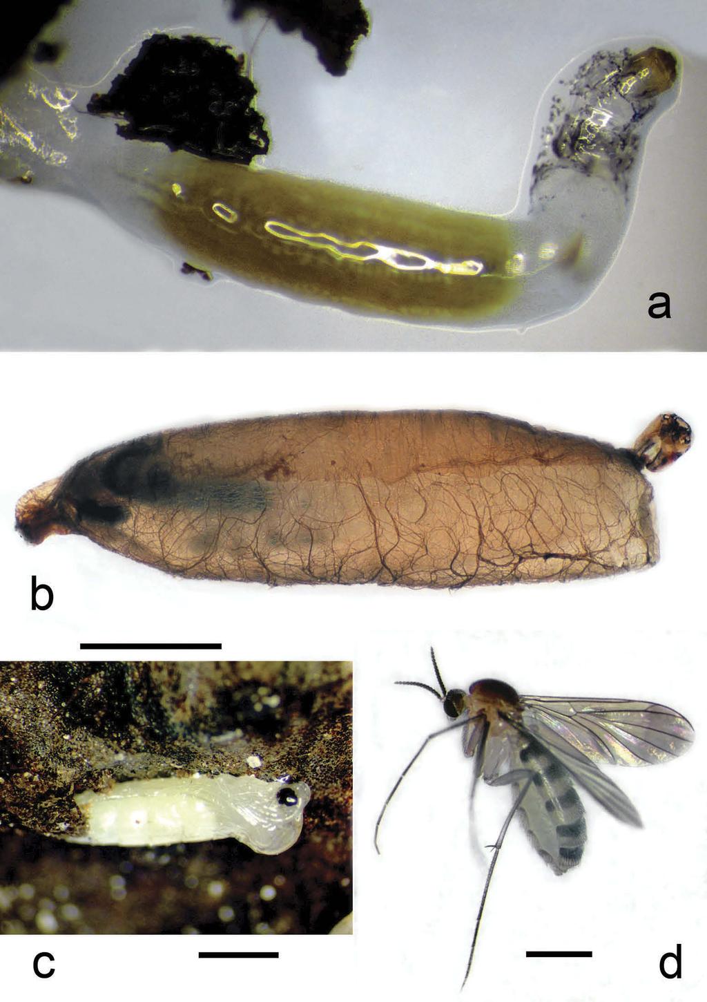 JOURNAL OF NATURAL HISTORY 91 Figure 3. (a) Keroplatid larva parasitized by Megastylus woelkei sp. nov., inside the keroplatid larva the larva of M. woelkei is visible; (b) cocoon of M. woelkei sp. nov. from which the adult wasp has already emerged, scale bar 1.