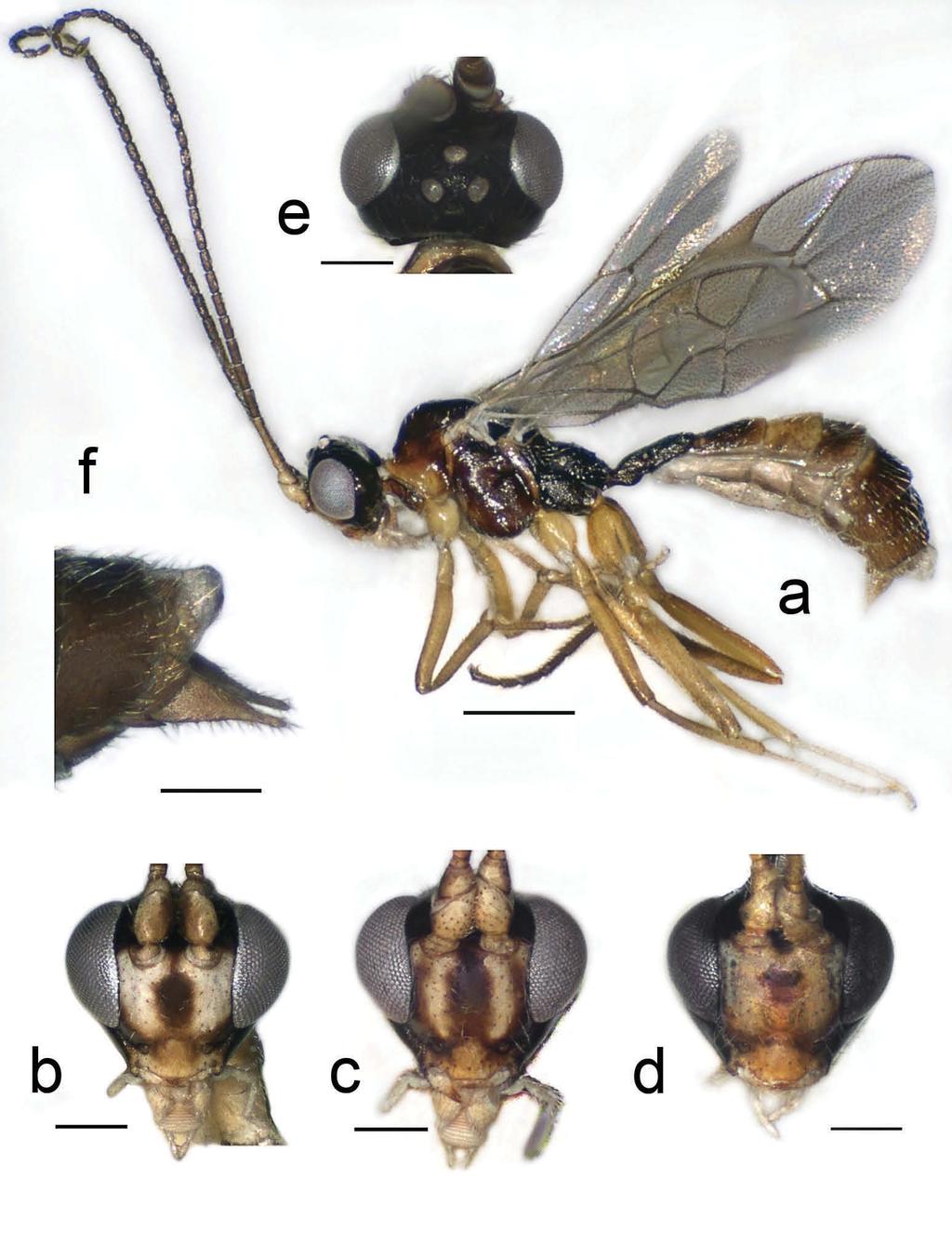 JOURNAL OF NATURAL HISTORY 87 Figure 2. Megastylus woelkei sp. nov., paratype male: (a) whole insect, scale bar 0.5 mm; (b d) variation of face colour (anterior view), scale bar 0.