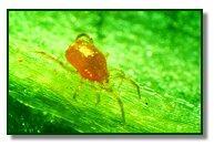 Biological Control of Spider mites