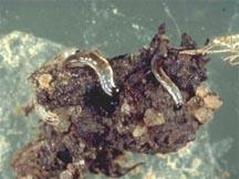Fungus Gnats Adults: small black gnats, narrow,