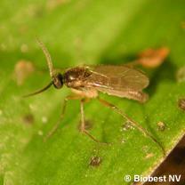 Fungus gnats Fly specks on leaves, pots, plant sleeves Larvae may be root feeders and carriers of Pythium, Phytophtora, Botrytis,