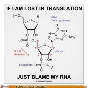 Translation Part 2 of Protein Synthesis