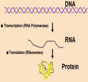 Translation (Part 2 of Protein Synthesis)