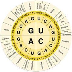 II. How Genes Code for Amino Acids A.