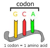 don codes for an amino acid. c. There are 64 triplet to code for 20 amino acids.
