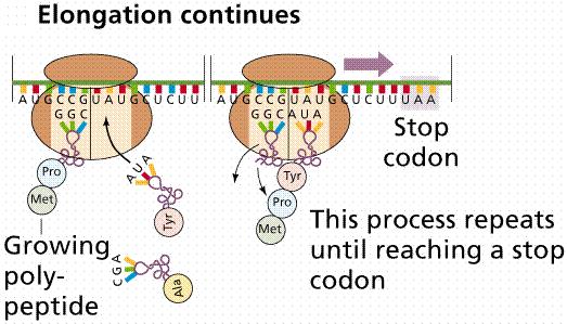 has an anticodon that binds to mrna codon. IV.