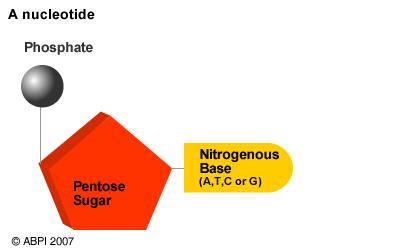 Nucleic Acids (DNA) Nucleic Acids (DNA) Contain hydrogen, oxygen, nitrogen, carbon, and phosphorus.