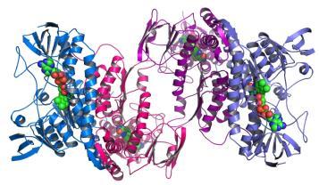 Adenine Thymine Cytosine Guanine DNA and RNA are polymers of Nucleic Acids.