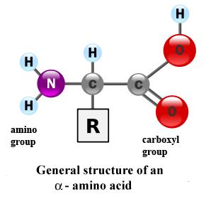 Proteins Amino acids