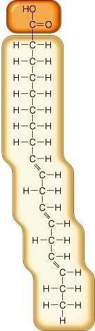 Class 2: Lipids Most include fatty acids Fats Steroids (like cholesterol) Tend to be insoluble in water (hydrophobic!