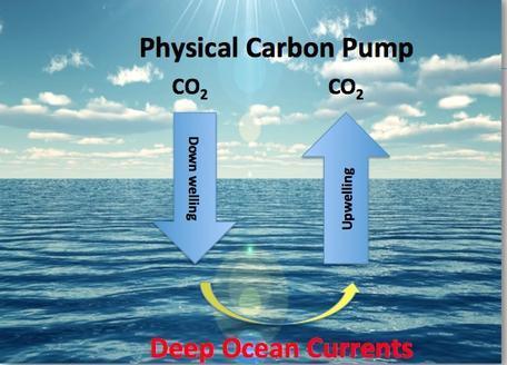DIAGRAM 4: Physical Carbon Pump In the physical carbon pump, carbon compounds can be transported to different parts of the ocean in downwelling and upwelling currents Downwelling currents occur in