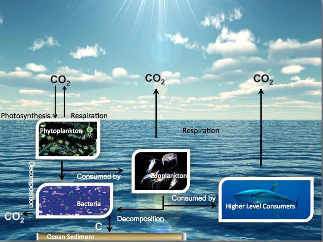 Diagram 6: Simplified Oceanic Biological Pump Phytoplankton are small photosynthetic organisms that move carbon into the oceanic biological pump The oceanic biological carbon pump is driven by