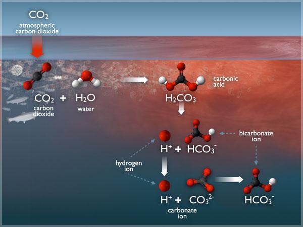 Diagram 7: The ocean carbonate system is essential to marine organisms such as coral, oysters, clams and lobsters building their shells The ocean naturally contains many dissolved chemicals, which