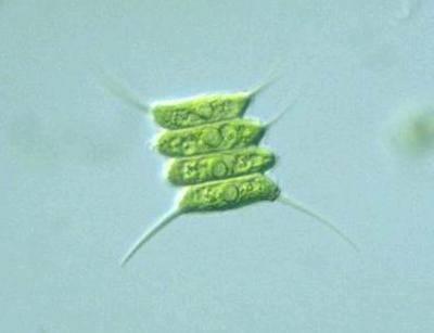 Algae (also important to look at) Single celled