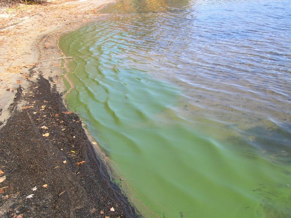 Cyanobacteria often form