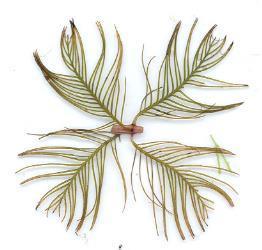 Feather-like leaves whorled around stem, at