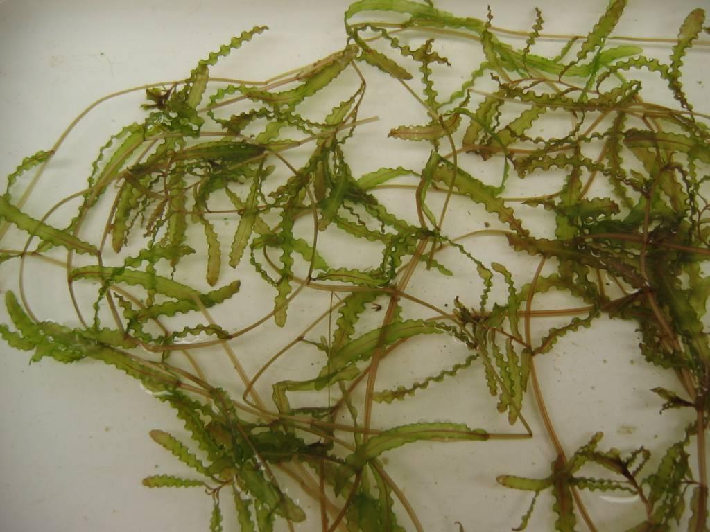 Curly-leaf Pondweed Leaves are narrow with wavy (lasagna