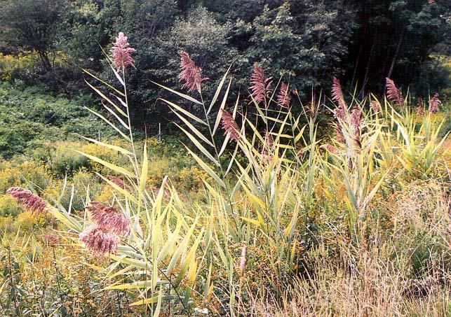 Common reed (Phragmites) EXOTIC Large brown seed stalk forms in late summer/early fall.