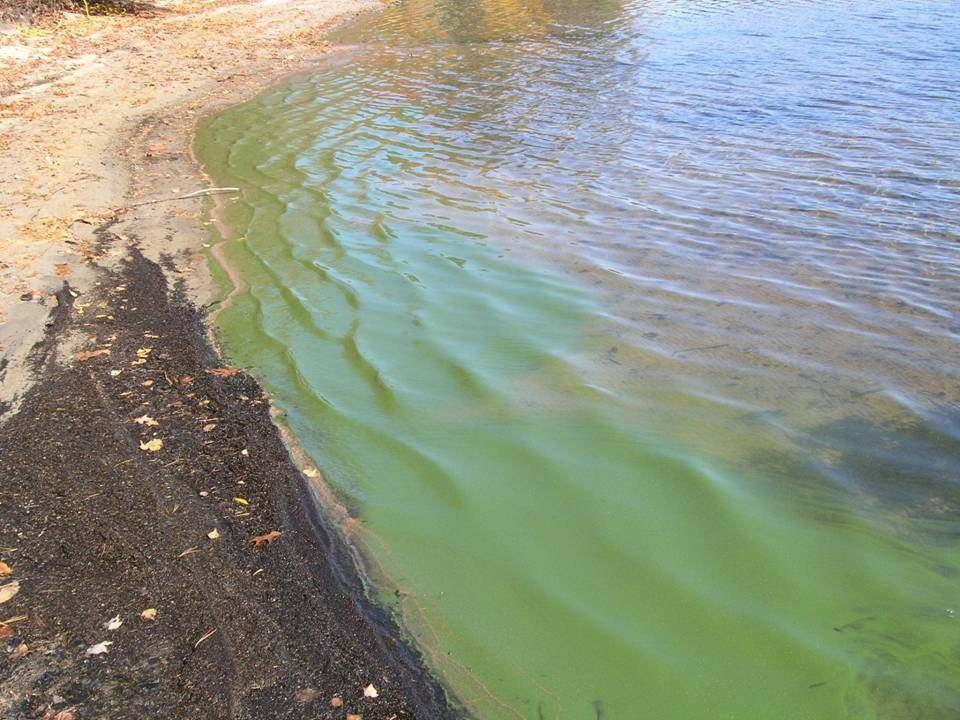 Cyanobacteria often form scums at the surface.