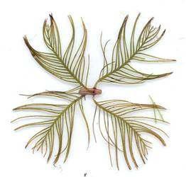 Feather-like leaves whorled around stem, at