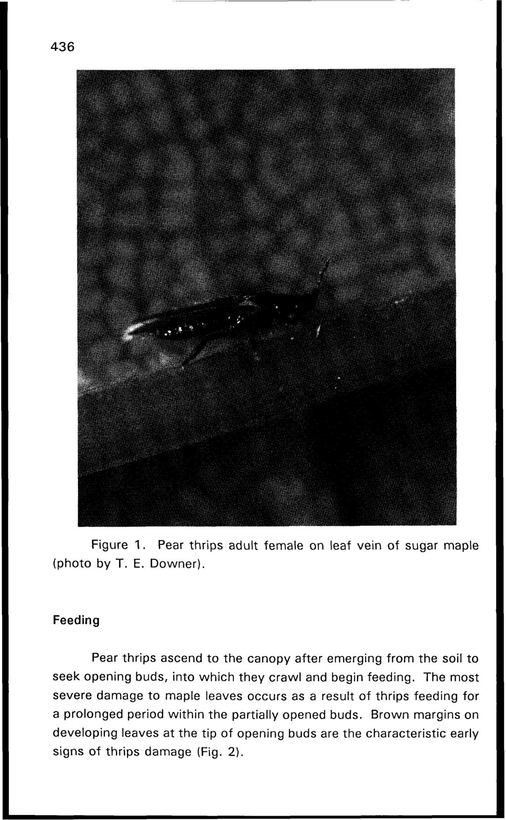 Figure 1. Pear thrips adult female on leaf vein of sugar maple (photo by T. E. Downer).