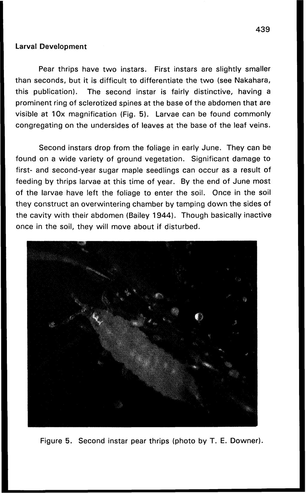 Larval Development Pear thrips have two instars. First instars are slightly smaller than seconds, but it is difficult to differentiate the two (see Nakahara, this publication).