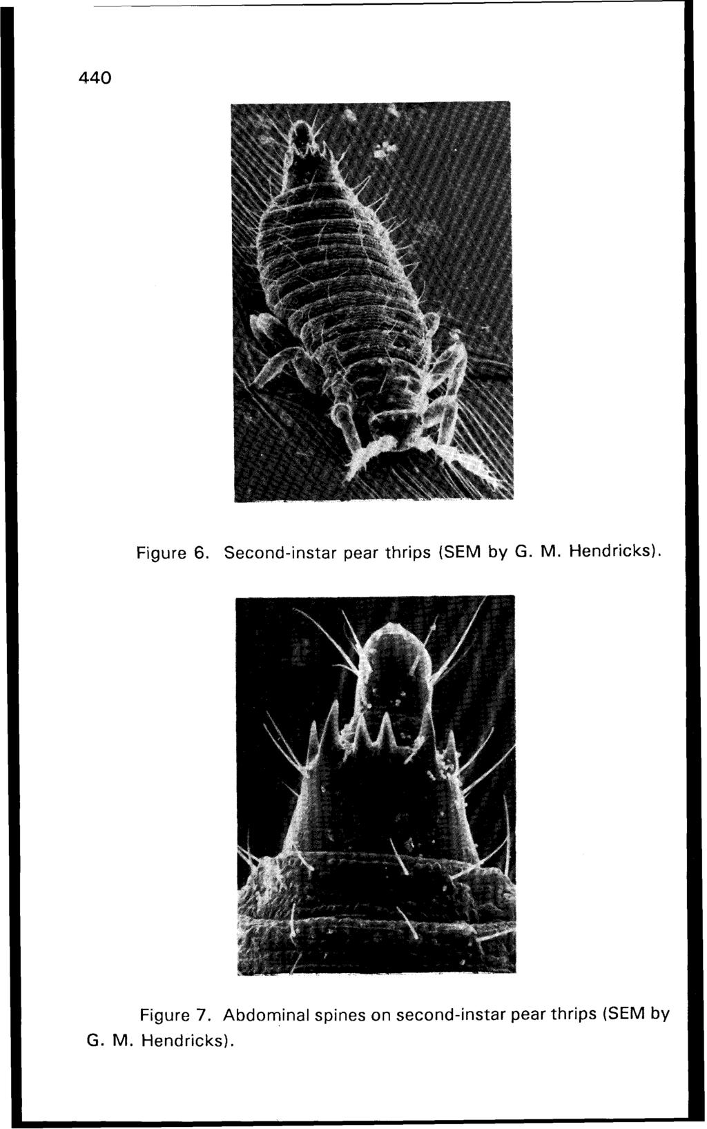 Figure 6. Second-instar pear thrips (SEM by G. M. Hendricks). ~ Figure 7.