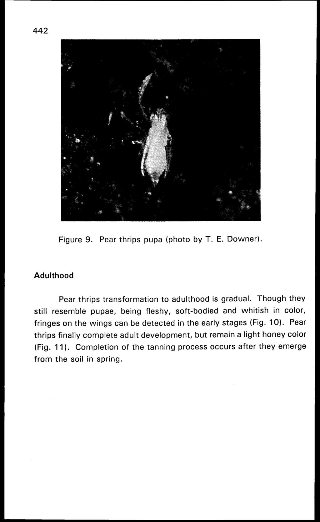 Figure 9. Pear thrips pupa (photo by T. E. Downer). Adulthood Pear thrips transformation to adulthood is gradual.