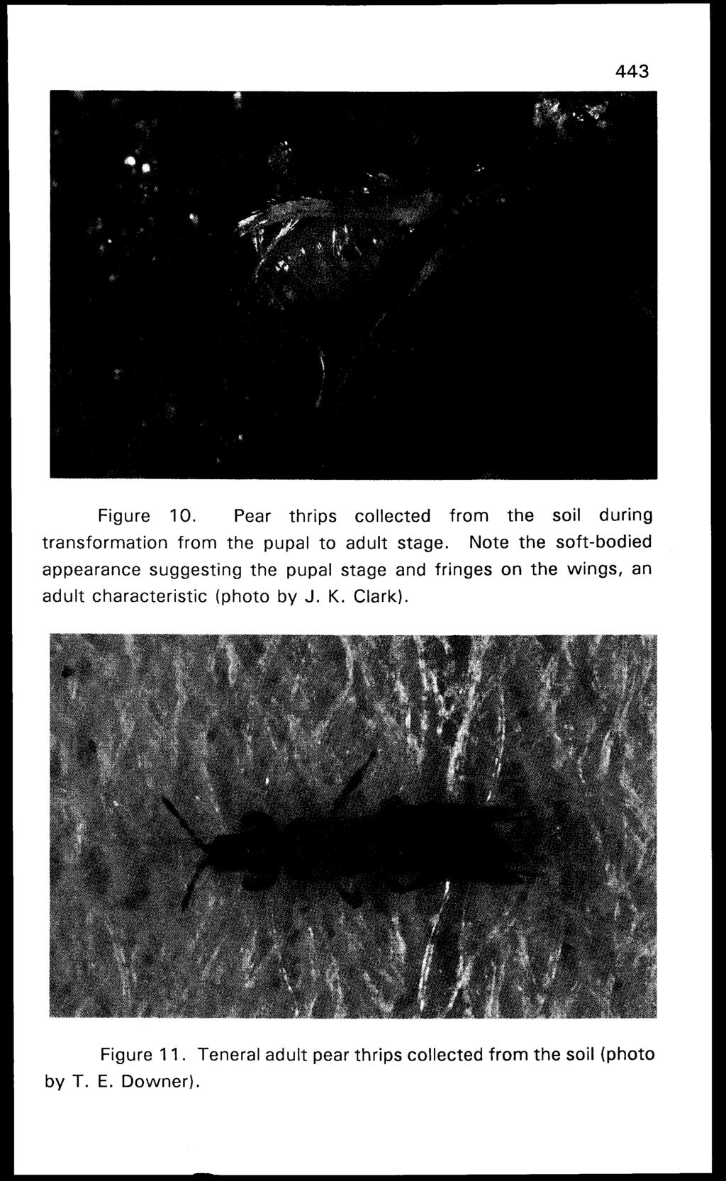 Figure 10. Pear thrips collected from the soil during transformation from the pupal to adult stage.