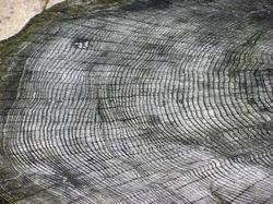 Dendrochronology - Dendrochronology or tree-ring dating is the method