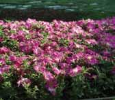 Mirage Multiflora Petunia Not available in North America Height: 10 to 12 in.