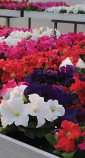 Petunia quick reference chart With the exciting additions of NEW Ez Rider and NEW Lo Rider controlled-growth petunias, PanAmerican Seed breaks it down for you right here so you can choose by habit,
