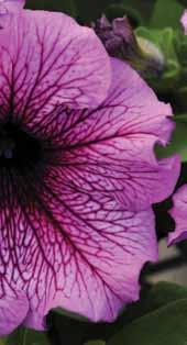 /11 cm flowers Supercascade Page 16 Standard for petunias Standard for petunias Standard for