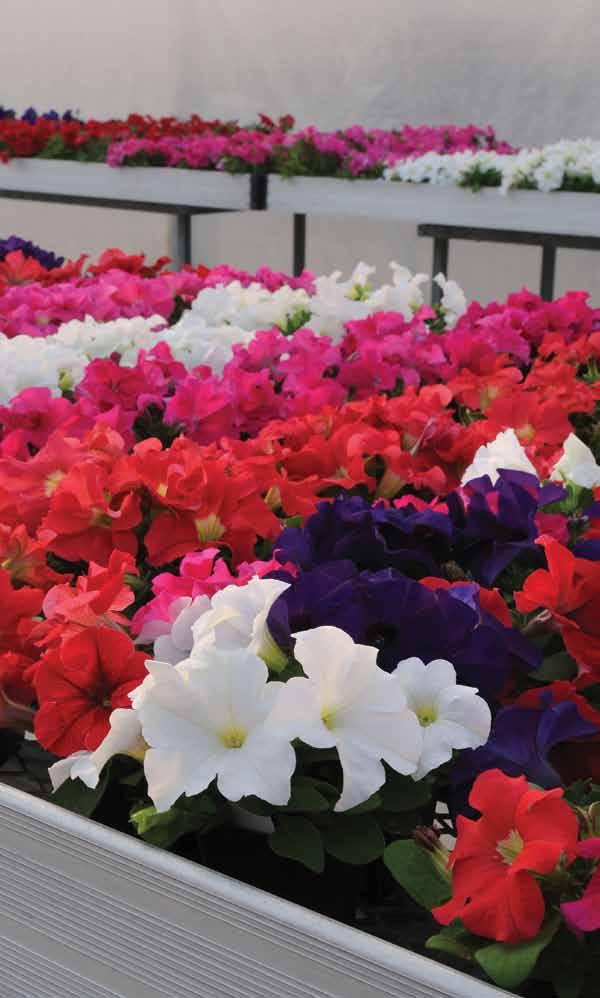 Ez Rider & Lo Rider Controlled-growth petunias buy time and flexibility for the entire chain, from grower to consumer.