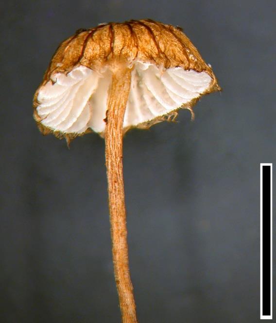 Crinipellis filiformis PDD 87476=JAC 10388, Scale
