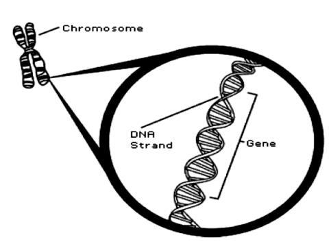 generation of chromosomes. The pairs that were considered as the parent in the selection section will exchange their genes together and create new members.