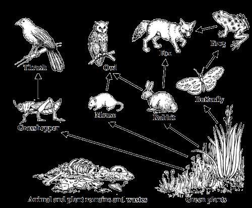 9. Study the food web given below and answer the questions. a. Name the producer. (02 Marks) b. Name an animal which is an amphibian. (02 Marks) c. Give an example for these from the above food web.