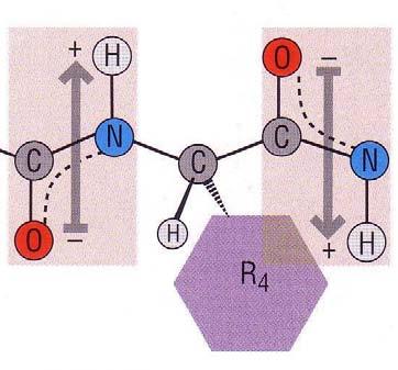 Helix electric dipole moment -0.42 ~ 3.5 Debye +0.42-0.20 +0.20 1 Debye =10!18 esu cm e! 1 angs = 4.8!10 "18 esu cm Wada, Adv.