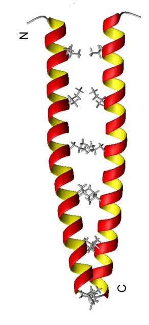 A single helix in solution is not stable.
