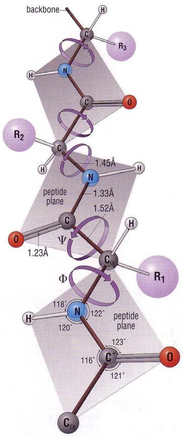 Polypeptide structure can be described by backbone dihedral angles Variable backbone dihedrals '! i C i"1 " N i " C i # "C i '!