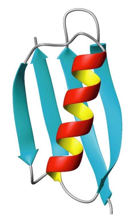 Secondary structures are local backbone structures with repeating φ and ψ Common examples: α helix β strands The