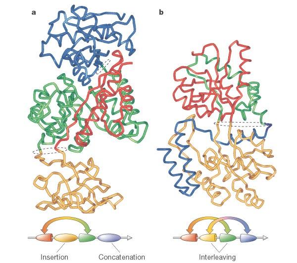 Multi-domain Proteins CO2 NH3 NH3 Cat muscle pyruvate kinase CO2 Maltodextrin binding protein NH3 CO2 NH3 CO2 The different colored regions correspond to
