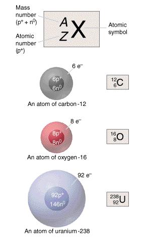 Section 1.3: Concept of Atomic Number (cont.) Note: Protons and neutrons are called nucleons as they are all located in the nucleus.