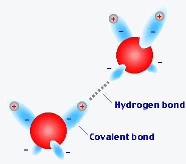 Hydrogen Bonding An